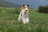 FOX TERRIER 687